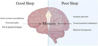 Sleep deprivation-induced memory impairment: exploring potential interventions